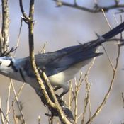 White-throated Magpie-Jay